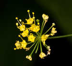 Yellow pimpernel